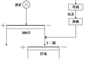 微生物与十二胺协同作用浮选金云母的方法