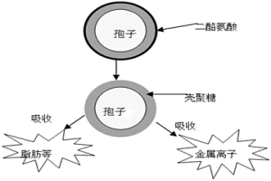 以酿酒酵母孢子作为新型吸附剂的制备方法及应用