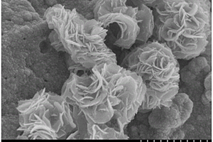 花状(NH<sub>4</sub>)<sub>2</sub>V<sub>3</sub>O<sub>8</sub>/泡沫铜复合材料及其制备方法和应用