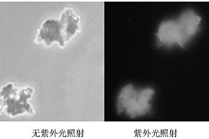 改性纳米氧化锌/环氧树脂复合材料及其制备方法