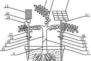 风光互补供电节能照明培育蓝莓乌饭树结合植物保健盆景