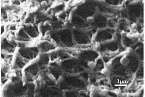 重金属污水处理用多孔生物质微球及其制备方法