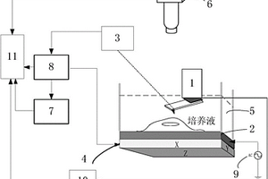 生物细胞超声原子力显微检测系统和方法