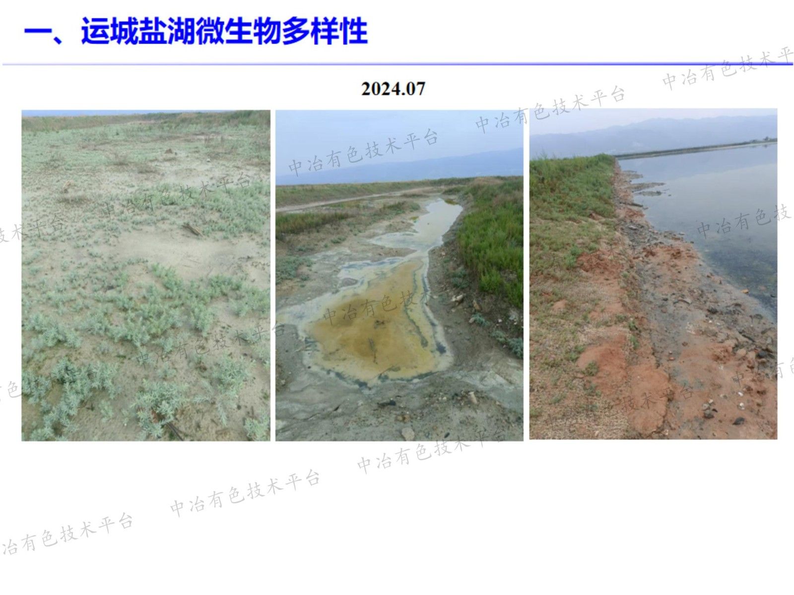 运城盐湖典型植物根际微生物群落结构与功能