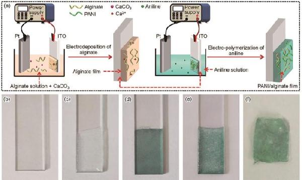 基于电沉积技术构建聚苯胺/海藻酸膜及电化学性能研究