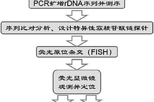 荧光-电子显微镜联用对微生物进行鉴定及矿化分析的方法