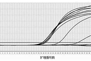 乙型肝炎病毒荧光定量PCR检测试剂盒及其应用