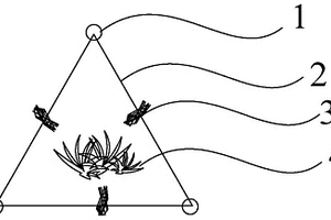 植物网结构生态护滩方法