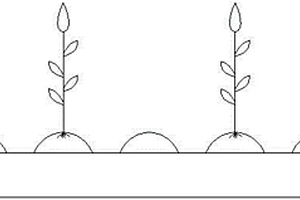 二比空玉米种植方法