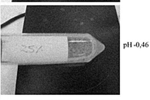 称为BioSigma生物浸矿种子(BBS)的活的生物采矿微生物与藻酸盐和铁离子的胶囊及其在生物浸矿过程中接种这些微生物的应用