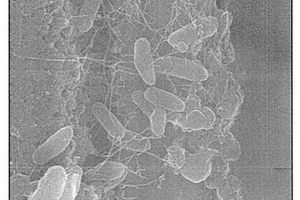 改性重钙粉体及其利用改性重钙粉体制备的超疏水涂料、制备方法、使用方法及其应用