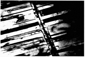 原位自生成TiB<sub>2</sub>晶须增强TiAl基复合材料及其制备方法