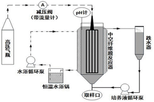 中空纤维膜富集氧化亚铁硫杆菌形成生物膜的方法及中空纤维膜反应器和应用