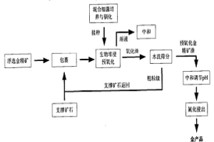 低品位难选冶含金矿石或精矿生物预氧化处理工艺
