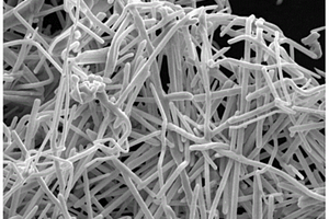 银纳米线/生物质多孔碳电磁波吸收材料的制备方法