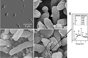 假交替单胞菌在制备纳米材料中的应用