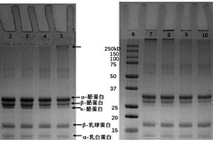 基于乳浓缩蛋白制备的功能材料