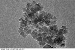 以微生物细胞分泌液为基质制备生物兼容的四氧化三铁纳米颗粒的方法及其应用