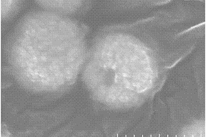 以微生物细胞分泌液为基质还原制备金纳米中空球的方法及其应用