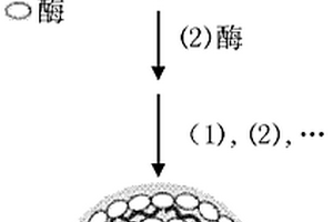 过氧化物酶-纳米磁铁颗粒功能材料的合成方法