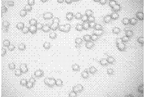 疏水亲油高分子复合微球的制备方法