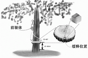 诱导活立木产生木材/无机纳米复合材料的方法