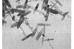 仿生型α-Fe2O3/TiO2纳米复合材料的制备方法