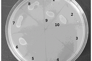 天然高分子/无机纳米抗菌复合材料及其制备方法