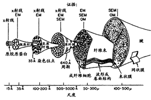 生物复合材料及其制造方法