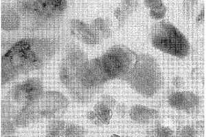 高镁表面浓度的纳米方解石复合材料