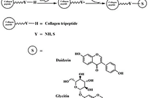 制备Fe<Sub>3</Sub>O<Sub>4</Sub>/胶原混肽-大豆异黄酮共价化合物磁性生物复合材料的方法