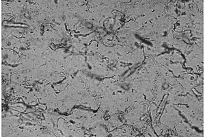 纳米纤维素-分散体浓缩物和母料、制造和使用其的方法、以及含纳米纤维素的复合材料