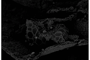 醋糟生物质炭-二硫化钼复合材料的制备方法和应用