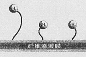 作为固态支持基体的离子液体再生纤维素复合材料