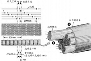 生物制造复合材料