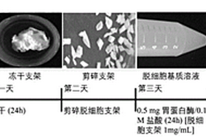 脱细胞支架溶液-GelMA水凝胶复合材料及制备方法