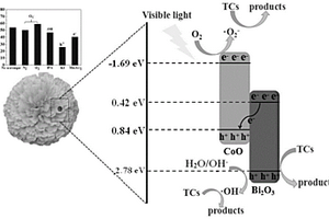 花状β-Bi<sub>2</sub>O<sub>3</sub>@CoO异质结光催化剂及其制备方法和应用