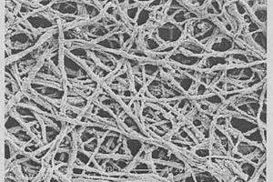 生物形态三维网络结构钯系纳米光催化材料的制备方法