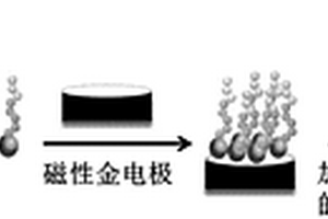 检测胰蛋白酶的生物传感器及其制备方法和应用