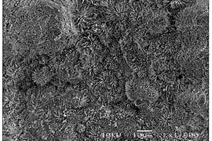 牙科用植入体及其制造方法
