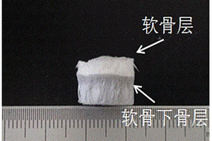 具有仿生梯度的软骨-骨修复支架及其制备方法