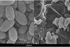 氮掺杂石墨烯基氧化铁超级电容材料的绿色可控制备方法