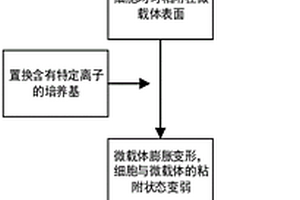 细胞规模化培养方法及所使用的微载体