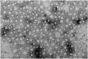 microRNA纳米微囊及其制备方法