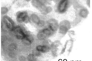 碳包覆过渡金属纳米中空颗粒的制备方法