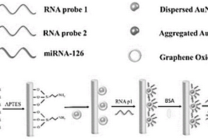 基于氧化石墨烯包覆的金纳米粒子的光纤miRNA传感器、材料、探头及其应用