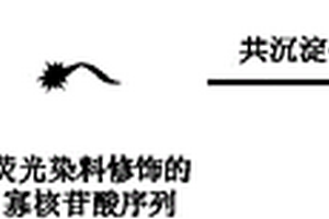 用于DNA检测的荧光复合纳米粒子的制备及检测方法