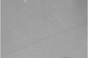 紫外光照消除可降解高分子薄膜表面皱纹的方法