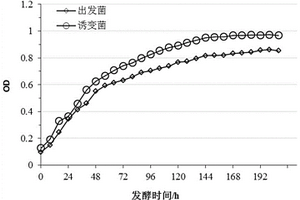 粘着箭菌及其制备方法和在生产维生素B12中的应用