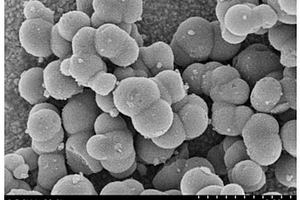 二氧化钛材料及其制备方法、染料敏化太阳能电池